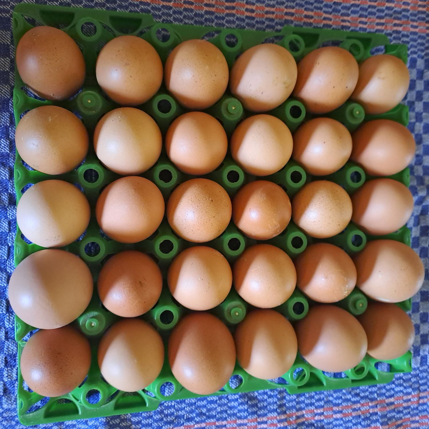 Frische braune Eier vom Weidehuhn