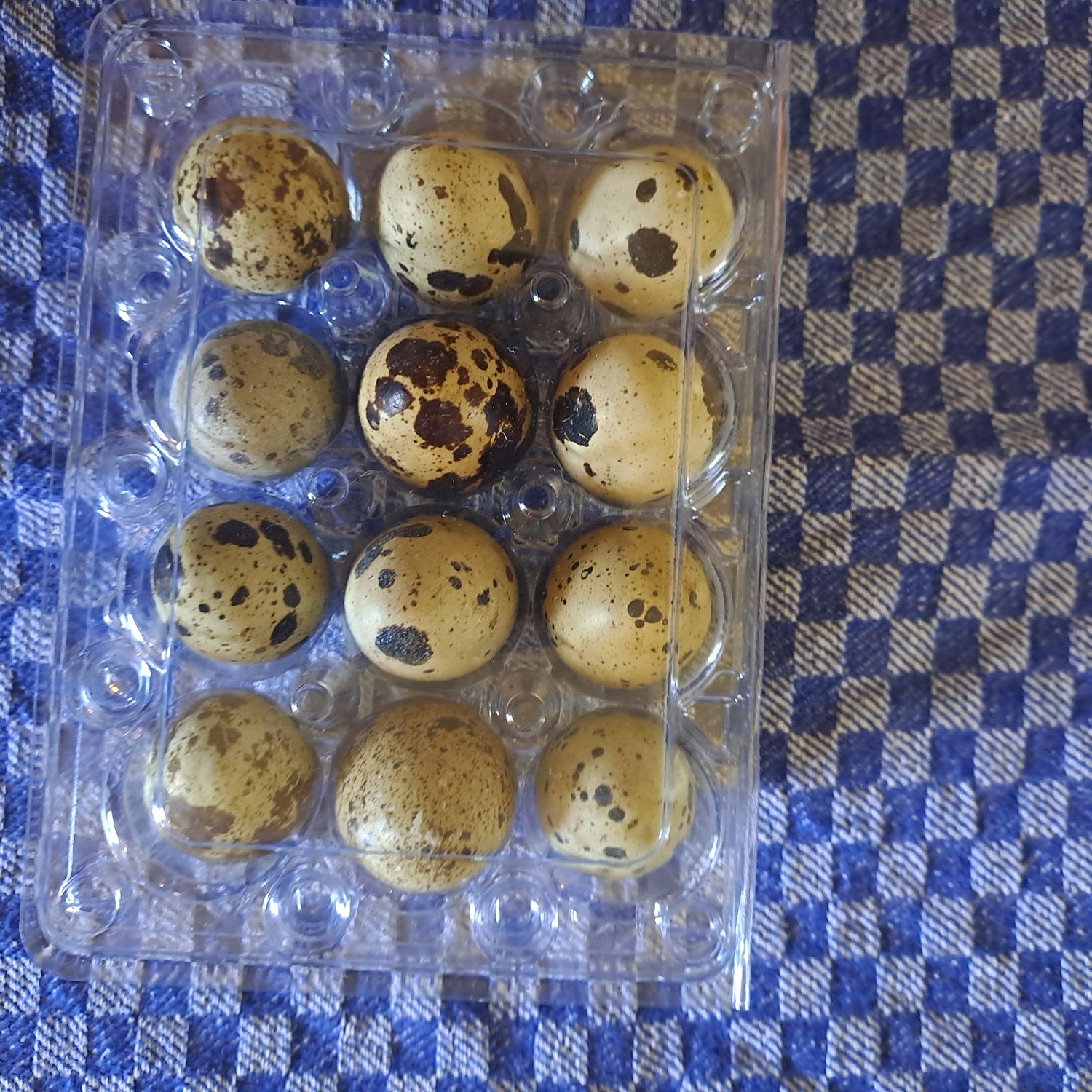 Frische gesprenkelte Wachteleier von den Legewachteln