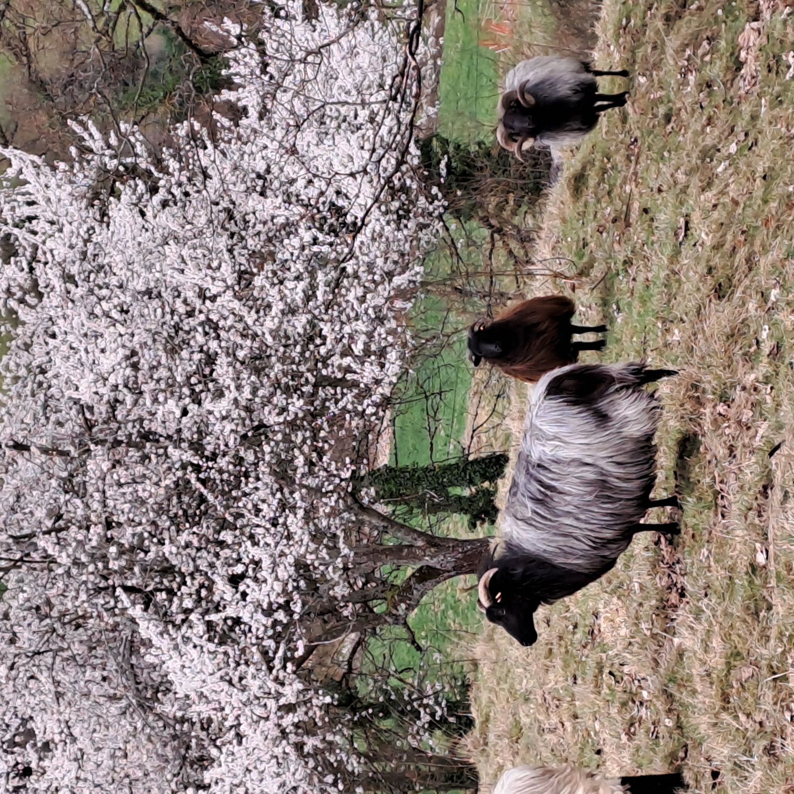 Heidschnucken vor Kirschblüten