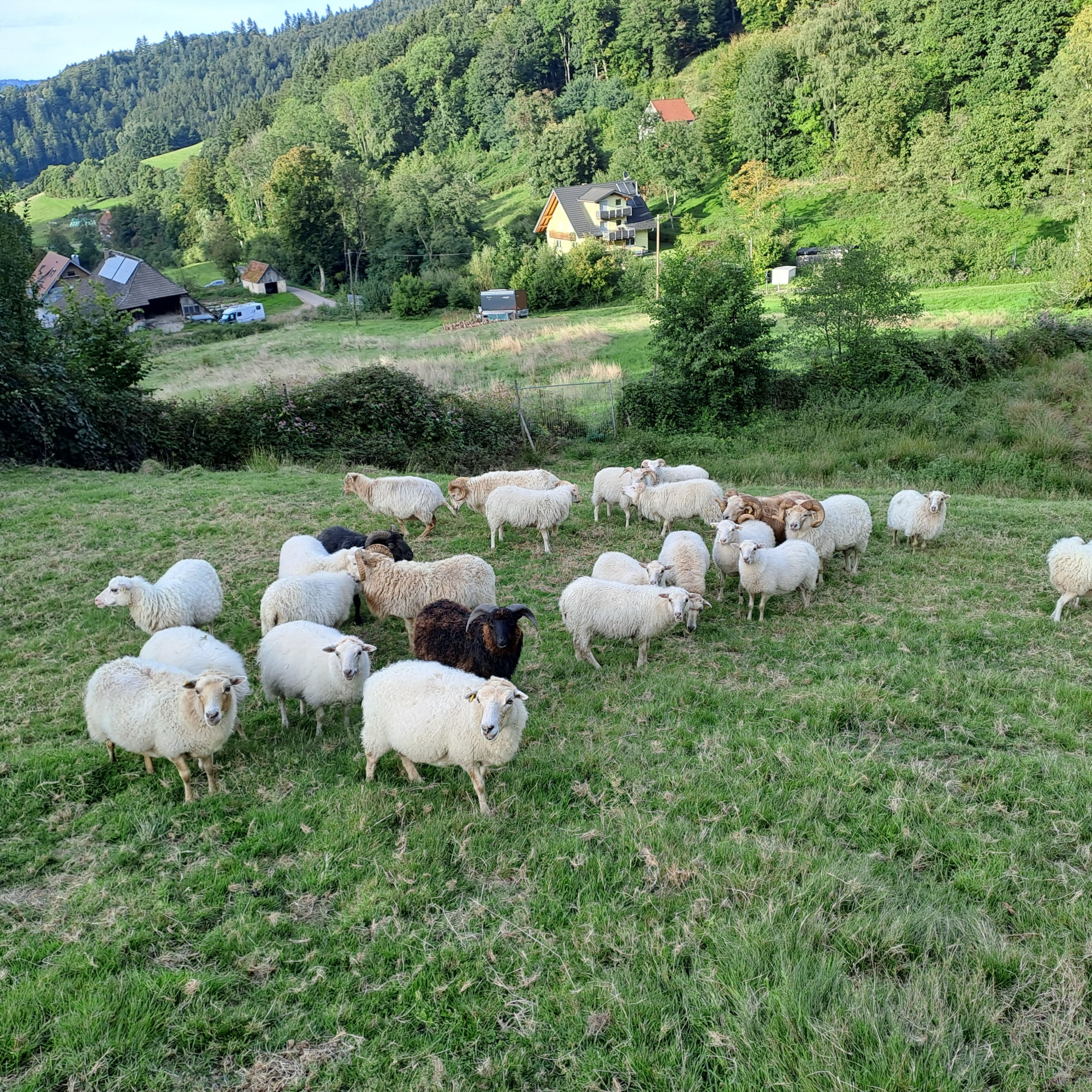 Schafherde auf der Weide im Schwarzwald bei Waldkirch