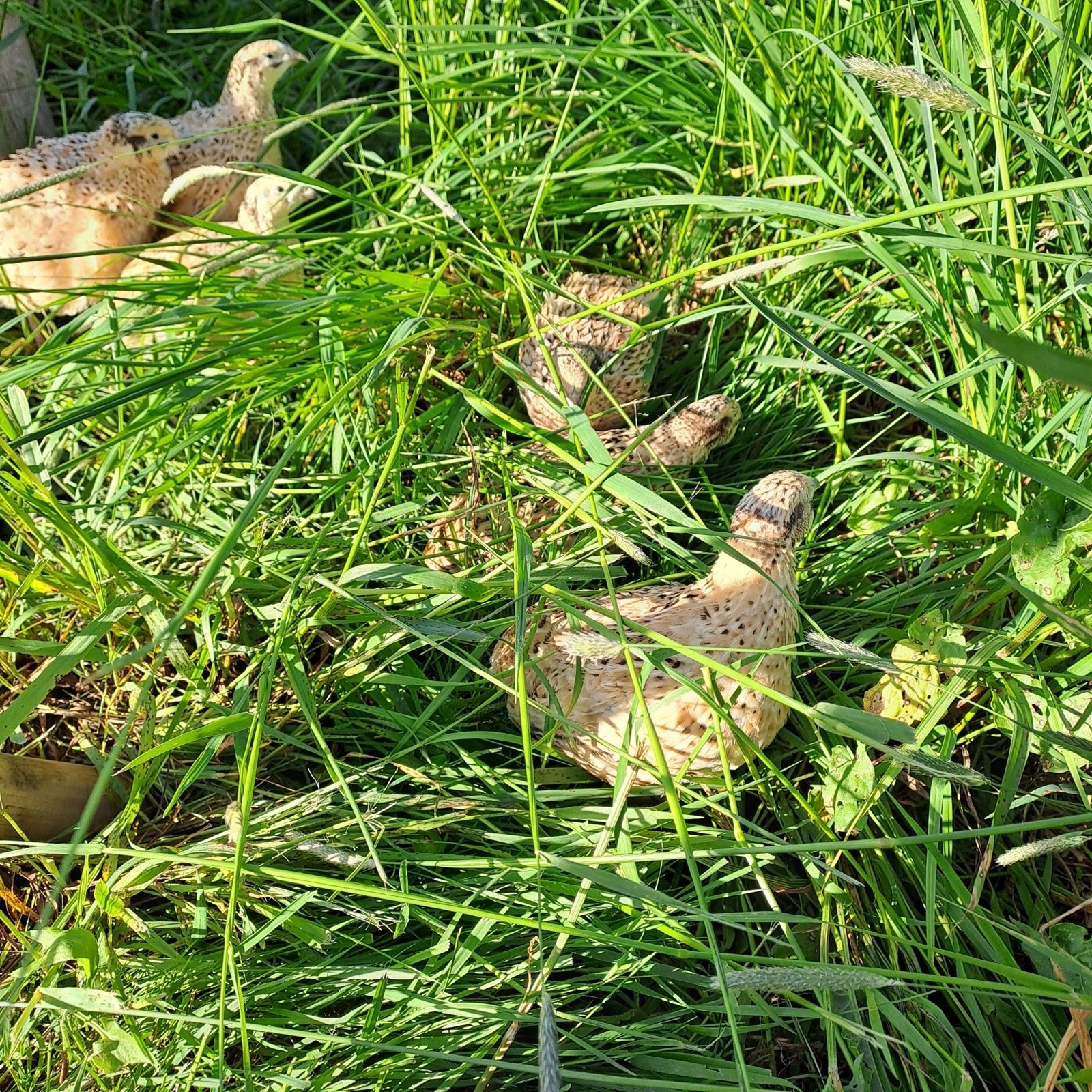 Legewachteln auf der Wiese